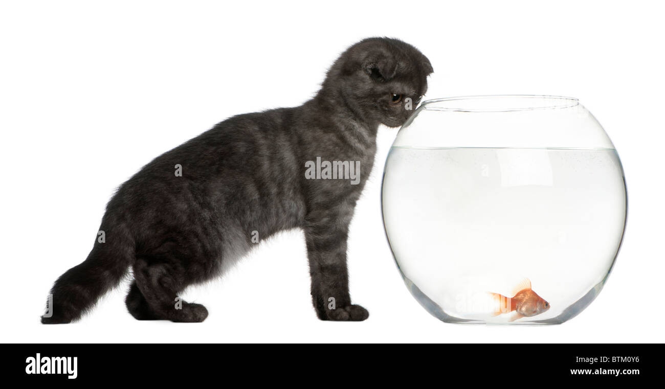 Scottish Fold Chaton 3 Mois A La Recherche Dans Goldfish Bowl In Front Of White Background Photo Stock Alamy