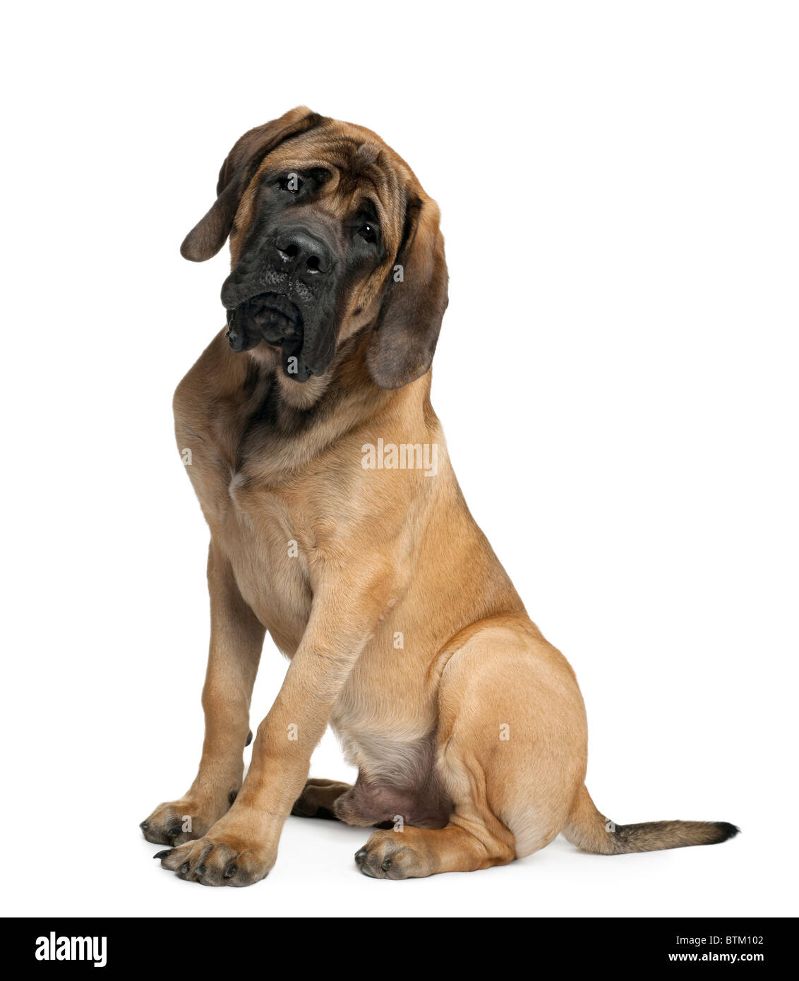 Mastiff, 10 years old, in front of white background Banque D'Images