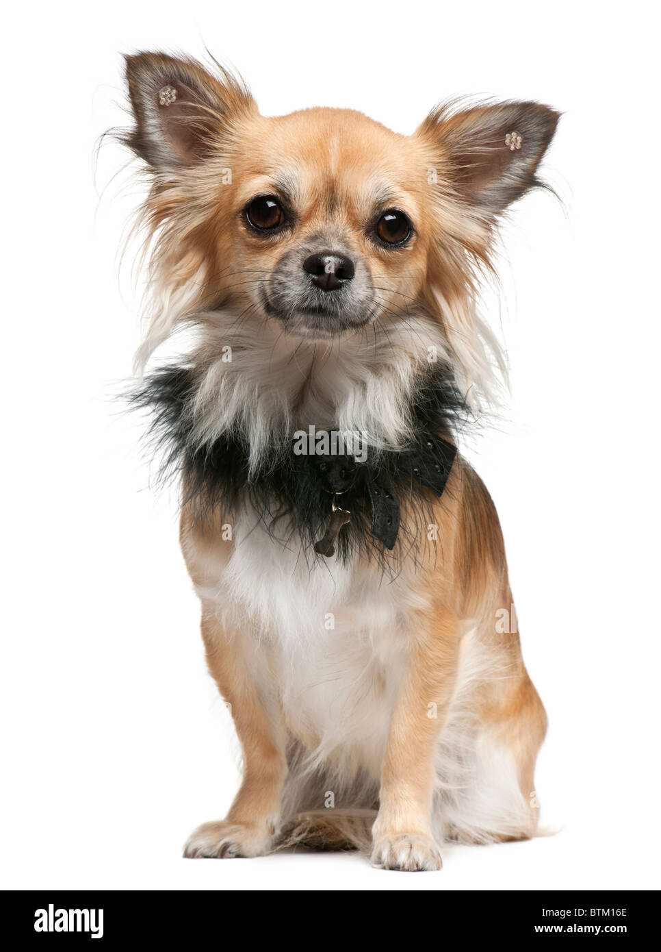 Chihuahua, 16 years old, in front of white background Banque D'Images