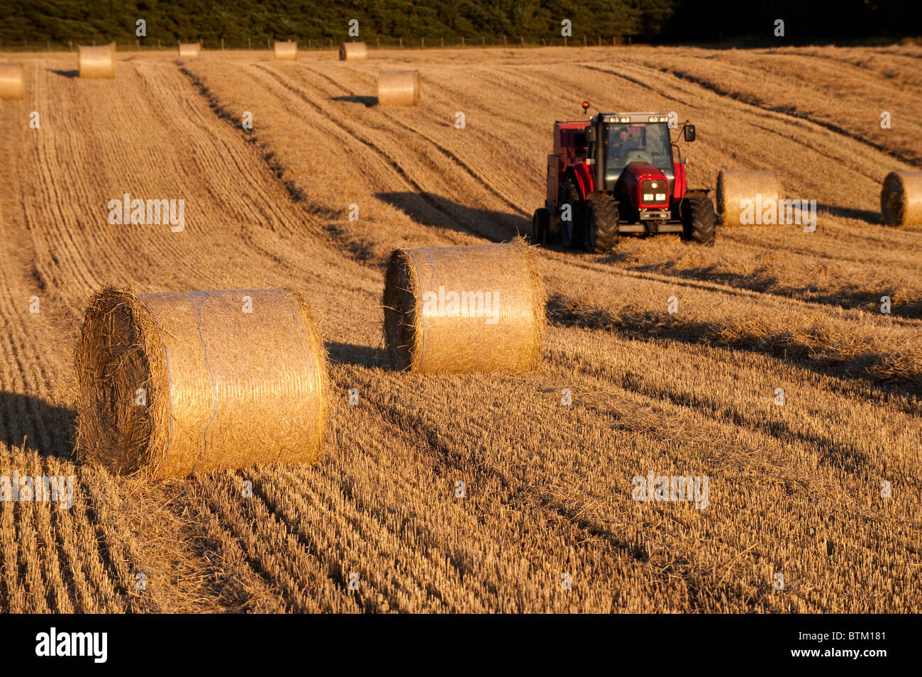 Faire des balles de paille à l'aide d'un tracteur Massey Ferguson. Banque D'Images
