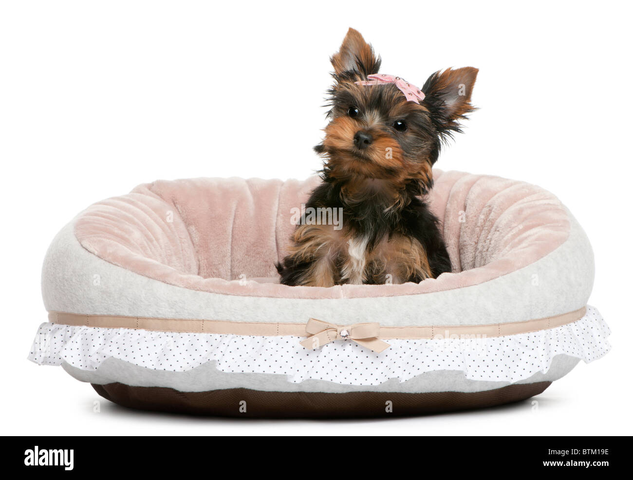 Chiot Yorkshire Terrier, 2 mois, in front of white background Banque D'Images