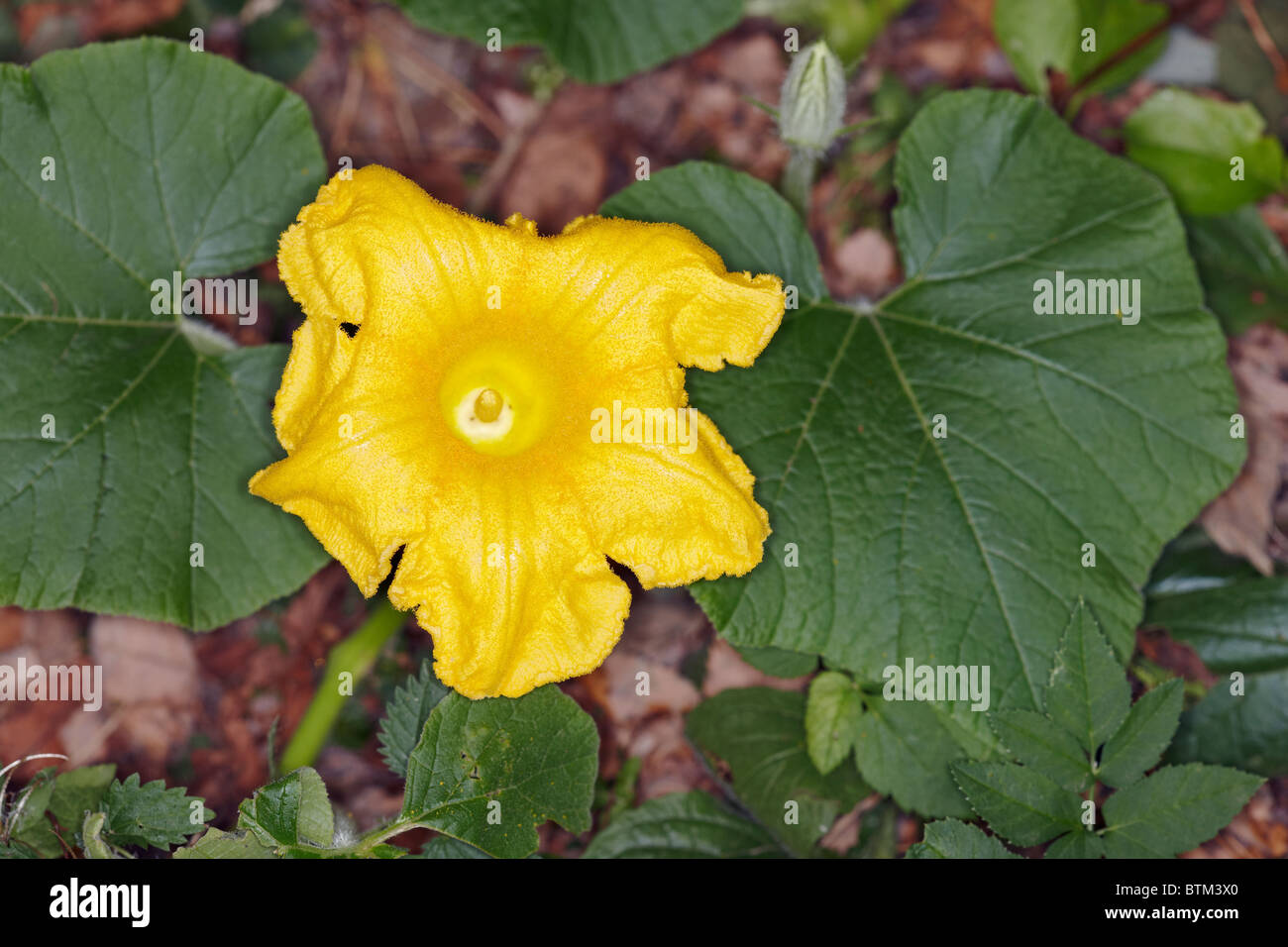 Pumpkin flower close up. Banque D'Images