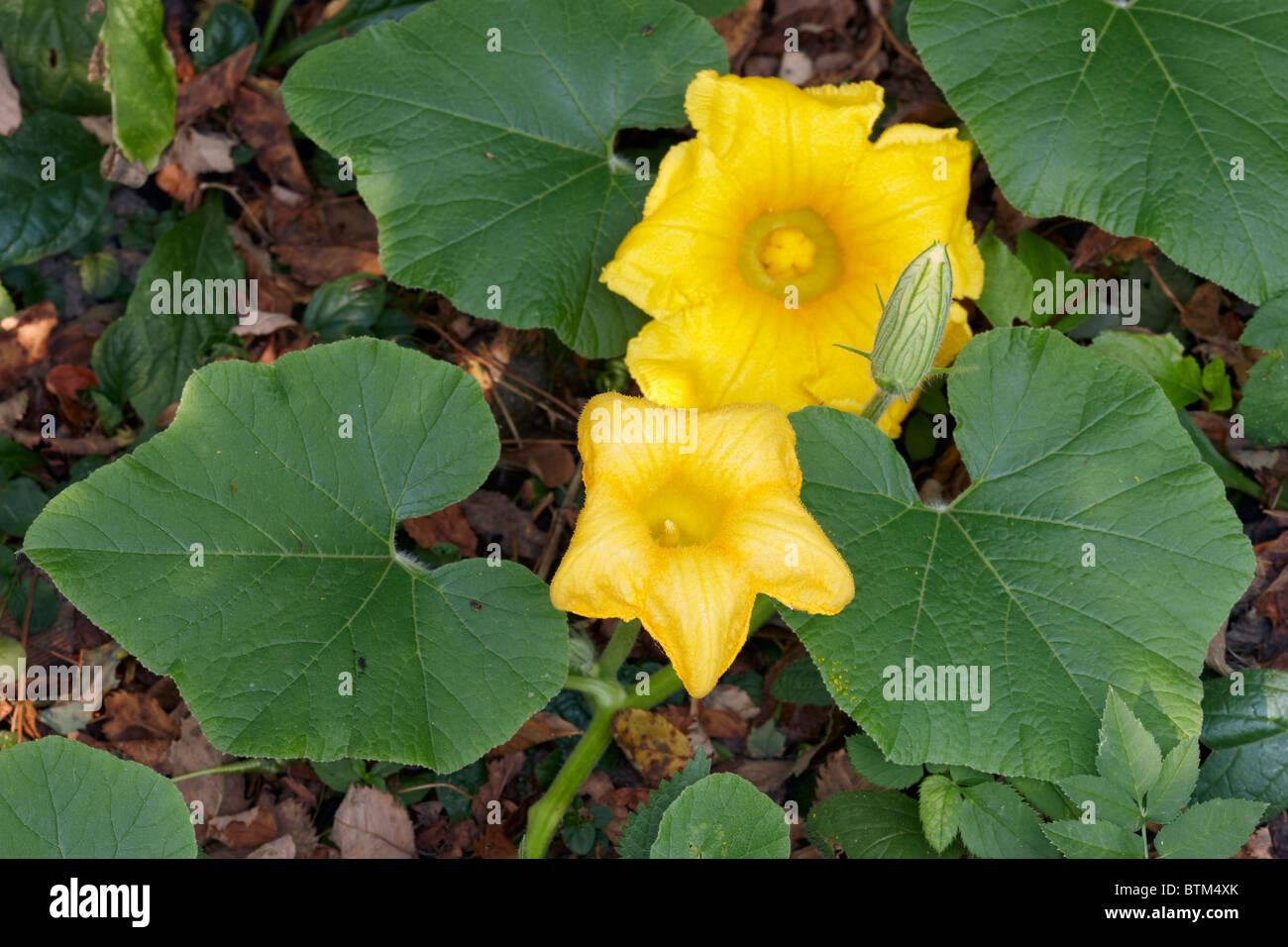 Fleurs de potiron close up. Banque D'Images