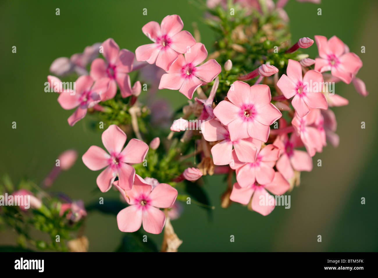 Phlox rose des fleurs. Nom scientifique : Phlox paniculata. Banque D'Images