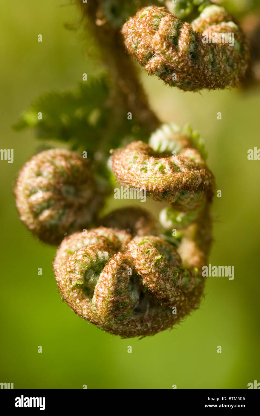 Fougère arborescente Dicksonia squarrosa (). La Nouvelle-Zélande. Banque D'Images