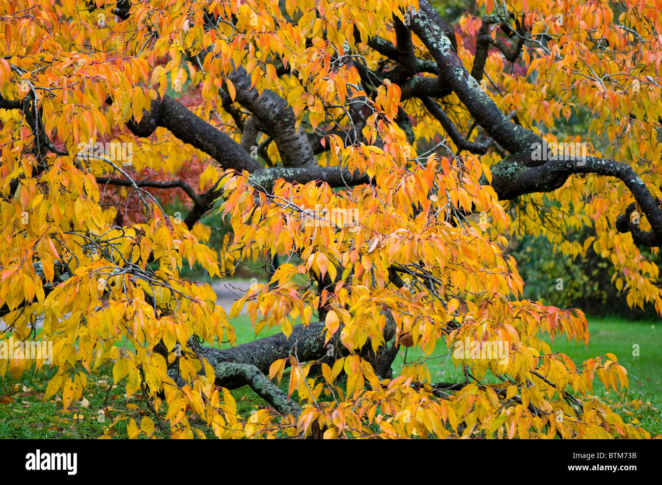 Image en gros plan de la vibrante Automne/Automne feuilles colorées de l'Acer palmatum l'érable japonais, image prise contre un arrière-plan. Banque D'Images