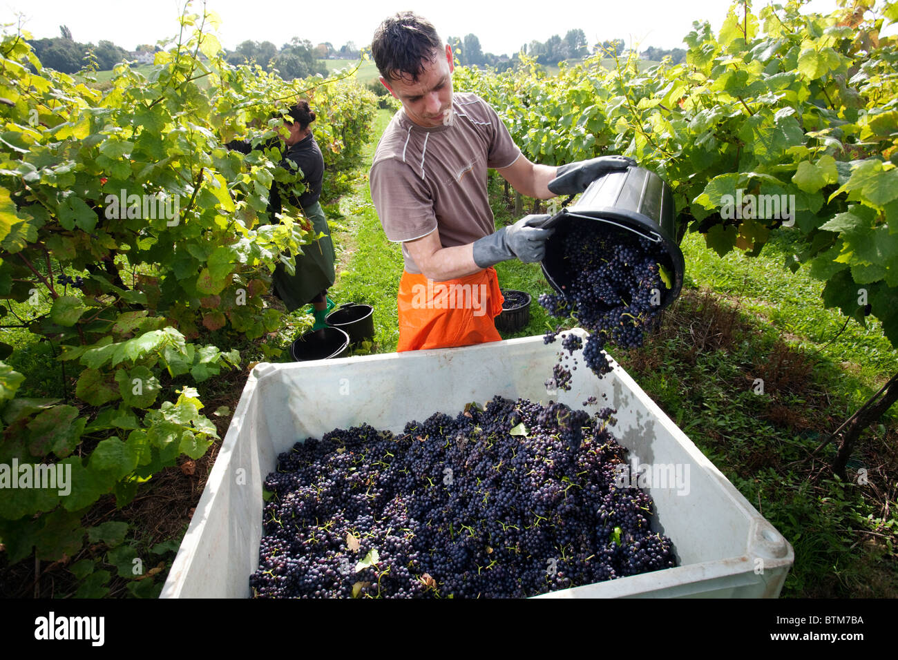 Un travailleur polonais picking grapes au vignoble trois chorales dans le Herefordshire, UK Banque D'Images