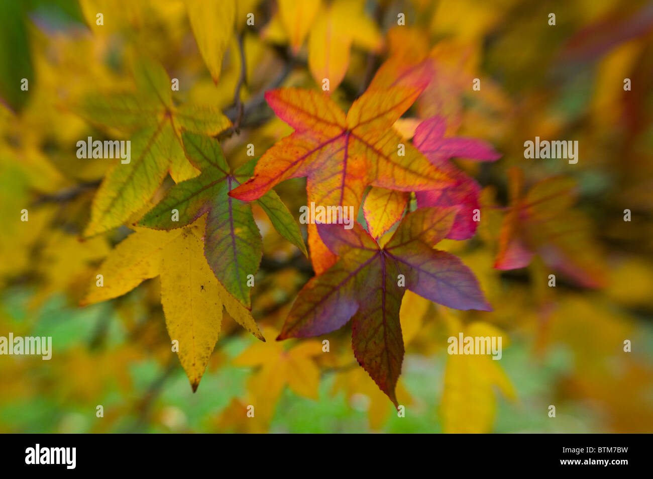 Image en gros plan de la vibrante Automne/Automne feuilles colorées de l'Acer palmatum l'érable japonais, image prise contre un arrière-plan. Banque D'Images