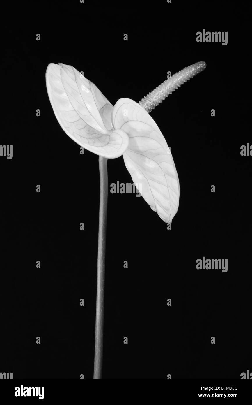 Plantes tropicales (Anthurium) tourné en noir et blanc. Banque D'Images