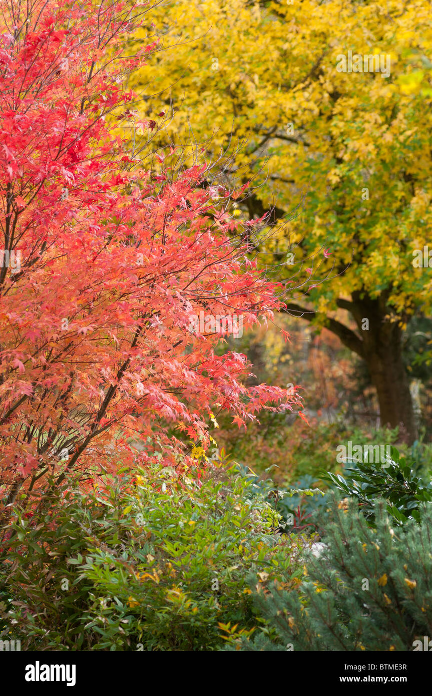 Un Japonais acer montrant rouge couleurs d'automne glorieux en contraste avec les verts et jaunes d'autres arbres Banque D'Images