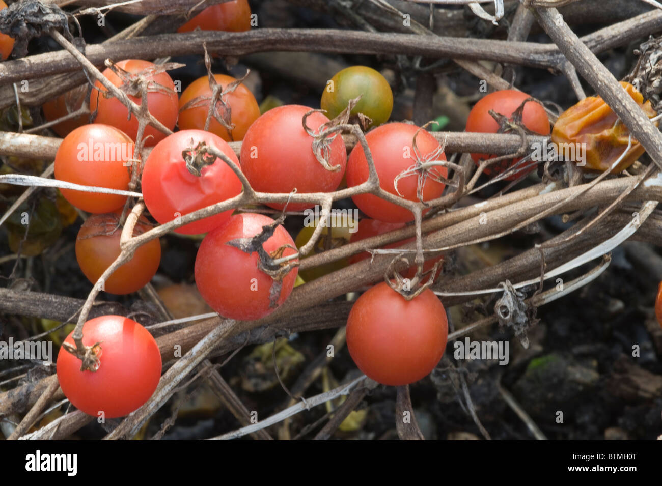 Communauté andine Cherry tomate (Lycopersicon esculentum var. cerasiforme) Origine de la fructification des Andes jardin Cambridgeshire Angleterre Angleterre Europe Banque D'Images