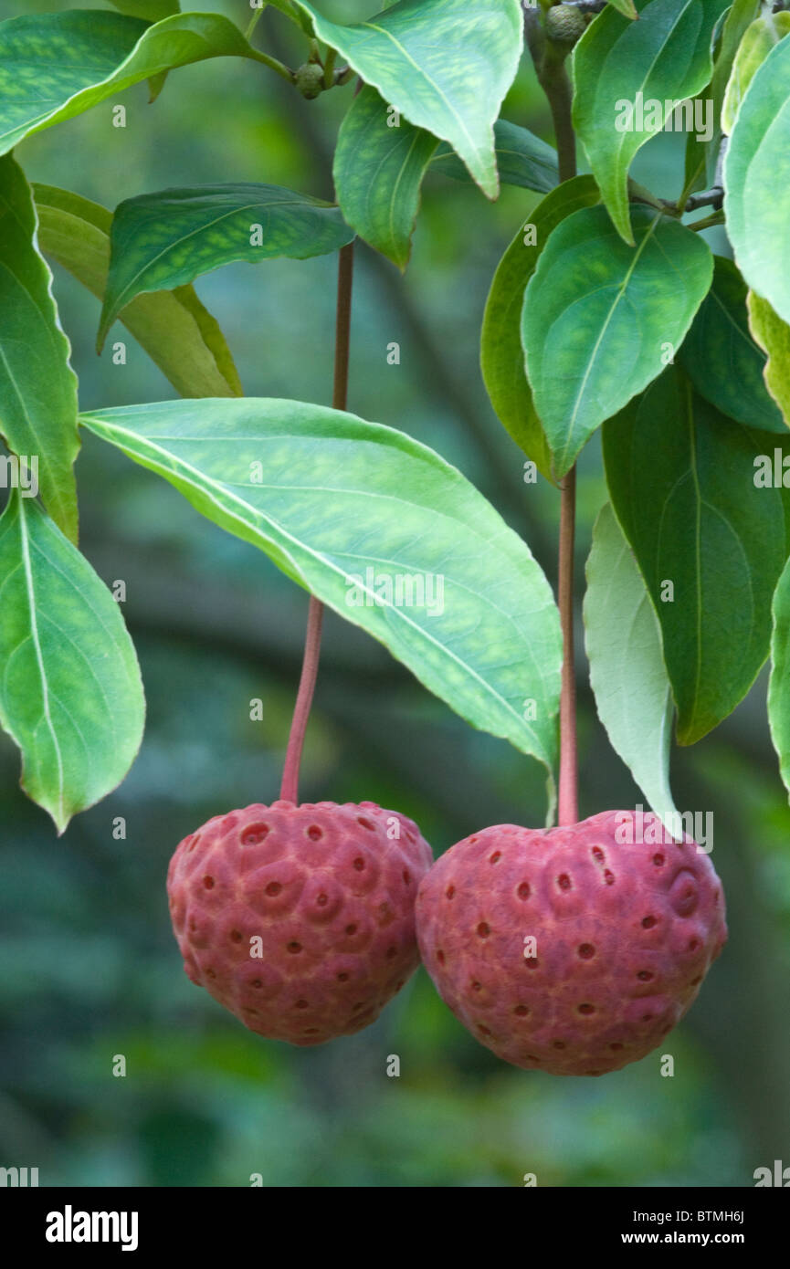 Cherry en cornaline  = Cornus 'Norman Hadden' (C . kousa x C. capitata) les fruits et les feuilles jardin Cambridgeshire Angleterre Angleterre Europe Banque D'Images