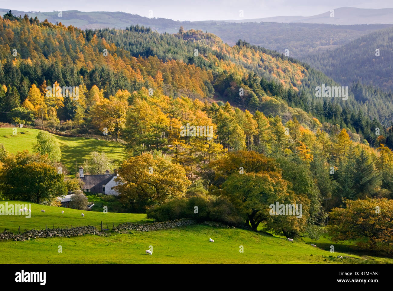 L'automne dans la forêt Gwydyr, près de Betws-Y-Coed, le parc national de Snowdonia, Pays de Galles, Royaume-Uni Banque D'Images