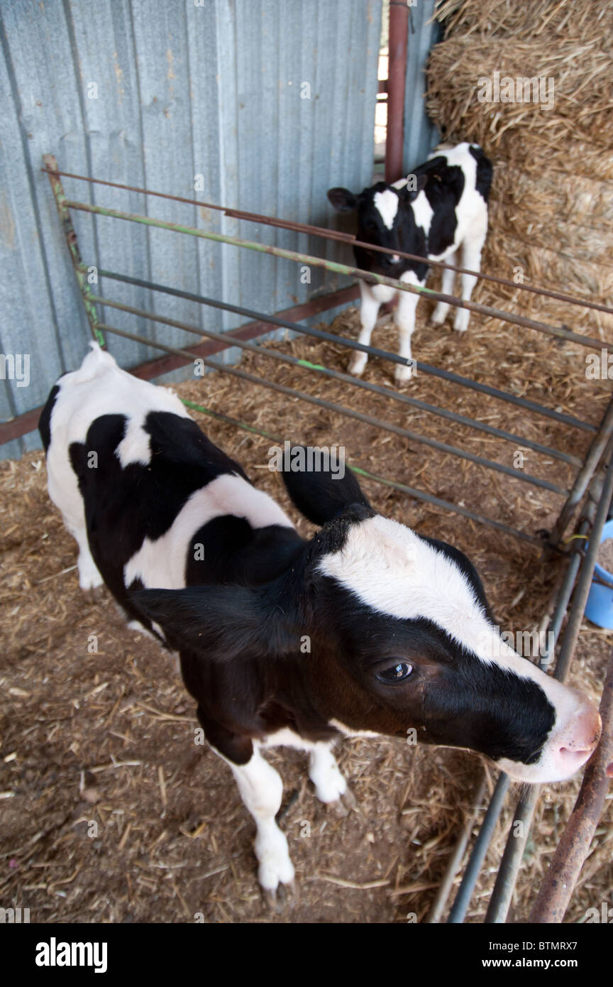 Un noir et blanc vache Holstein veau sur une ferme laitière dans la communauté d'Israël agrigultural Arbel. Banque D'Images