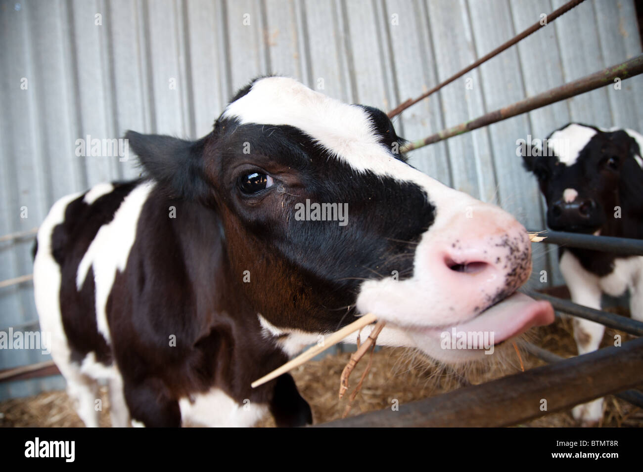 Un noir et blanc vache Holstein veau sur une ferme laitière dans la communauté d'Israël agrigultural Arbel. Banque D'Images