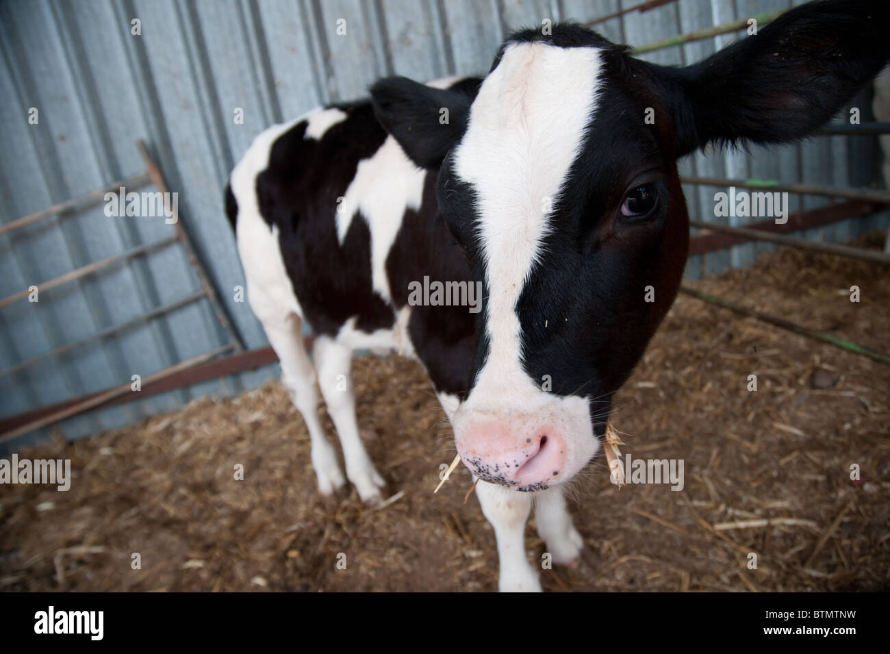Un noir et blanc vache Holstein veau sur une ferme laitière dans la communauté d'Israël agrigultural Arbel. Banque D'Images