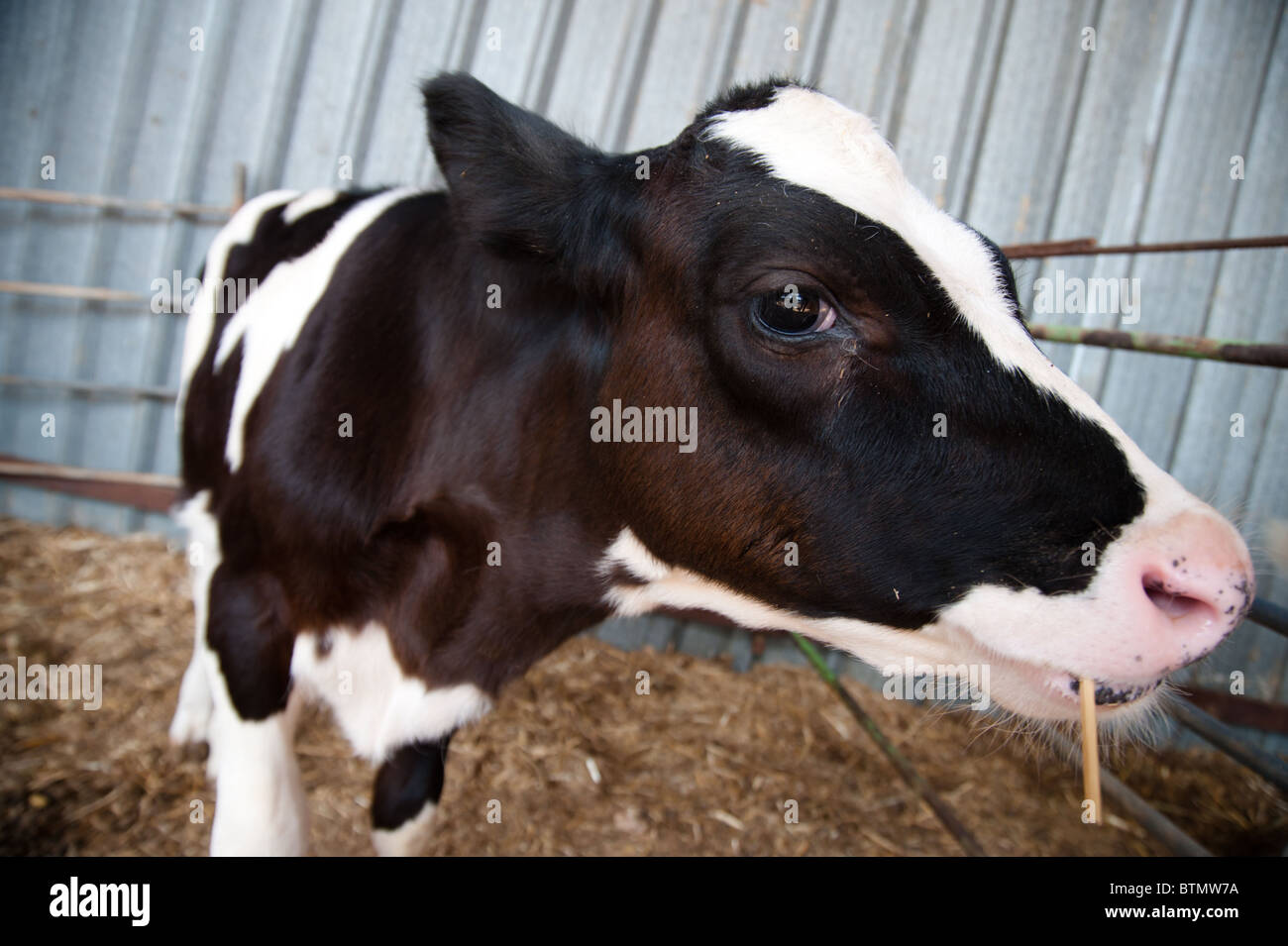 Un noir et blanc vache Holstein veau sur une ferme laitière dans la communauté d'Israël agrigultural Arbel. Banque D'Images