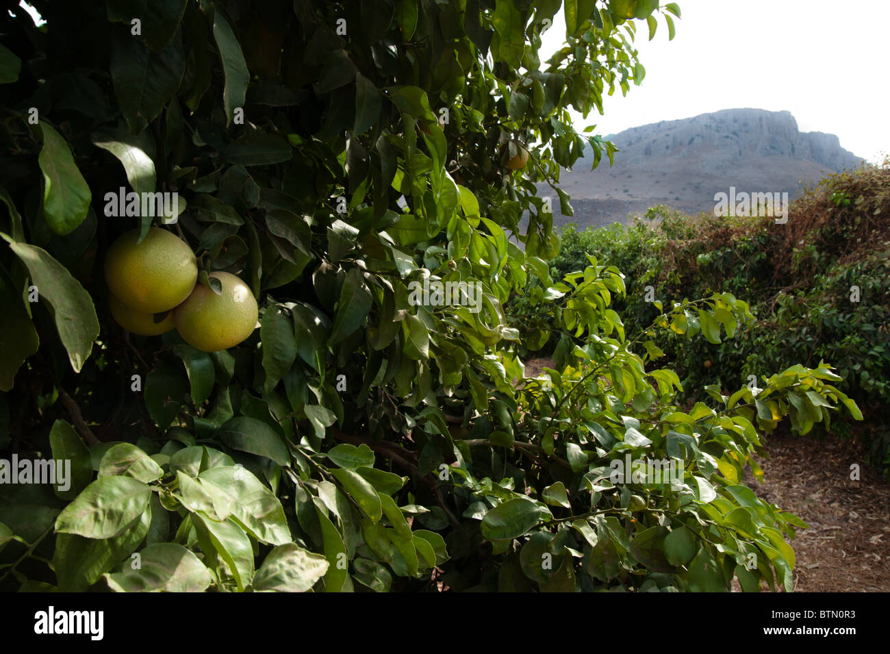 Les orangers au pied de la falaises Arbel dans la région de Galilée dans le nord d'Israël. Banque D'Images