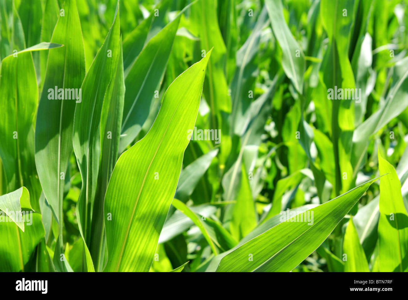 L'agriculture de plantation des plants de maïs vert texture sur le terrain Banque D'Images