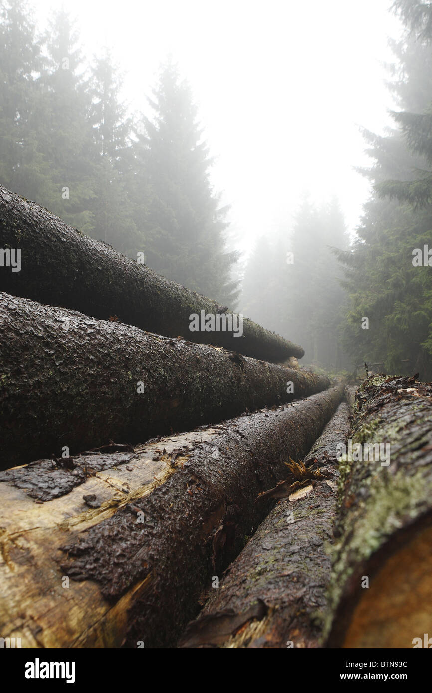 Les troncs des arbres sont empilés dans la Forêt Noire près du village Zuflucht. Crée une atmosphère de brouillard de l'automne Banque D'Images