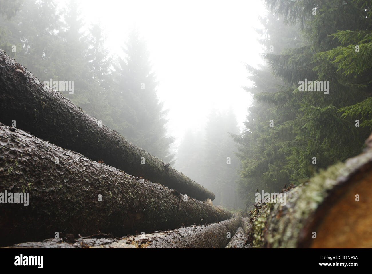 Les troncs des arbres sont empilés dans la Forêt Noire près du village Zuflucht. Crée une atmosphère de brouillard de l'automne Banque D'Images