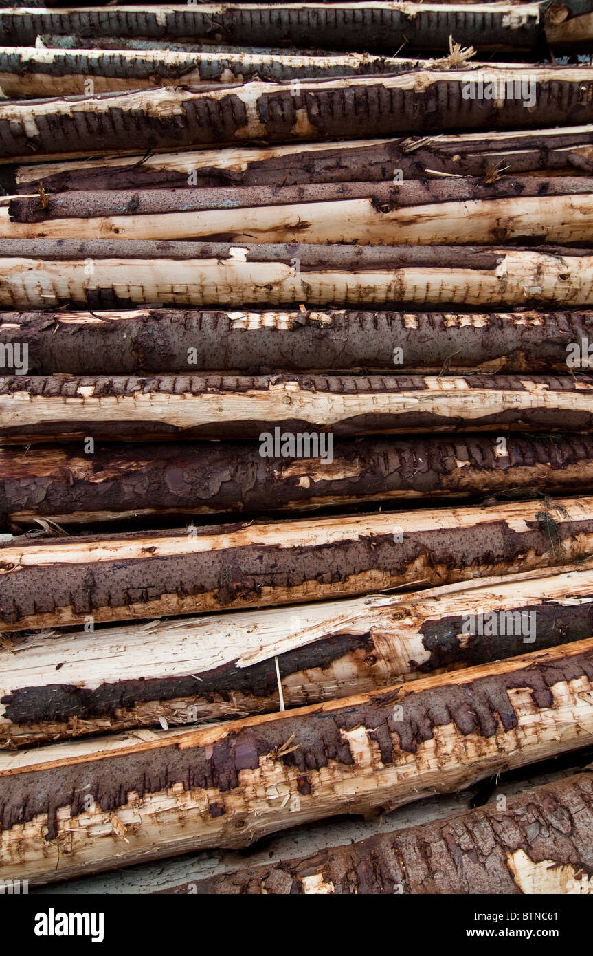 Une pile de pins abattus dans le Northumberland. Banque D'Images