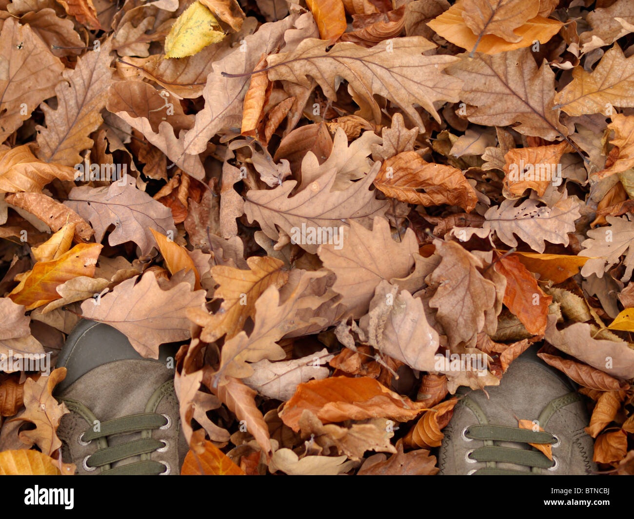 Deux pieds debout sur un terrain d'entente entre les feuilles sèches. Banque D'Images