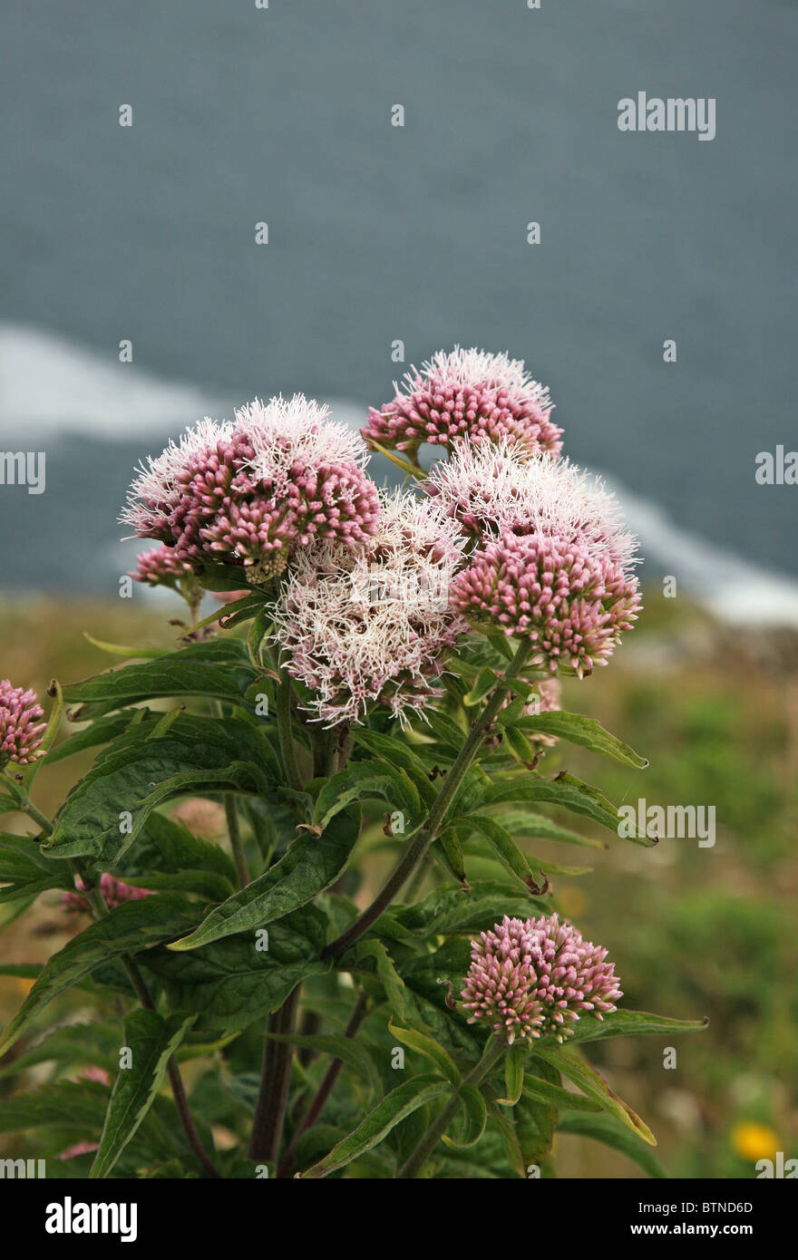 Eupatorium cannabinum, communément connu sous le nom de Chanvre-aigremoine entrée en fleur près de la côte de Cornouailles, Angleterre Banque D'Images