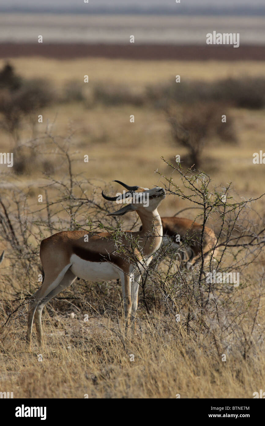 Le Springbok (Antidorcas marsupialis) dans le Parc National d'Etosha, Namibie Banque D'Images