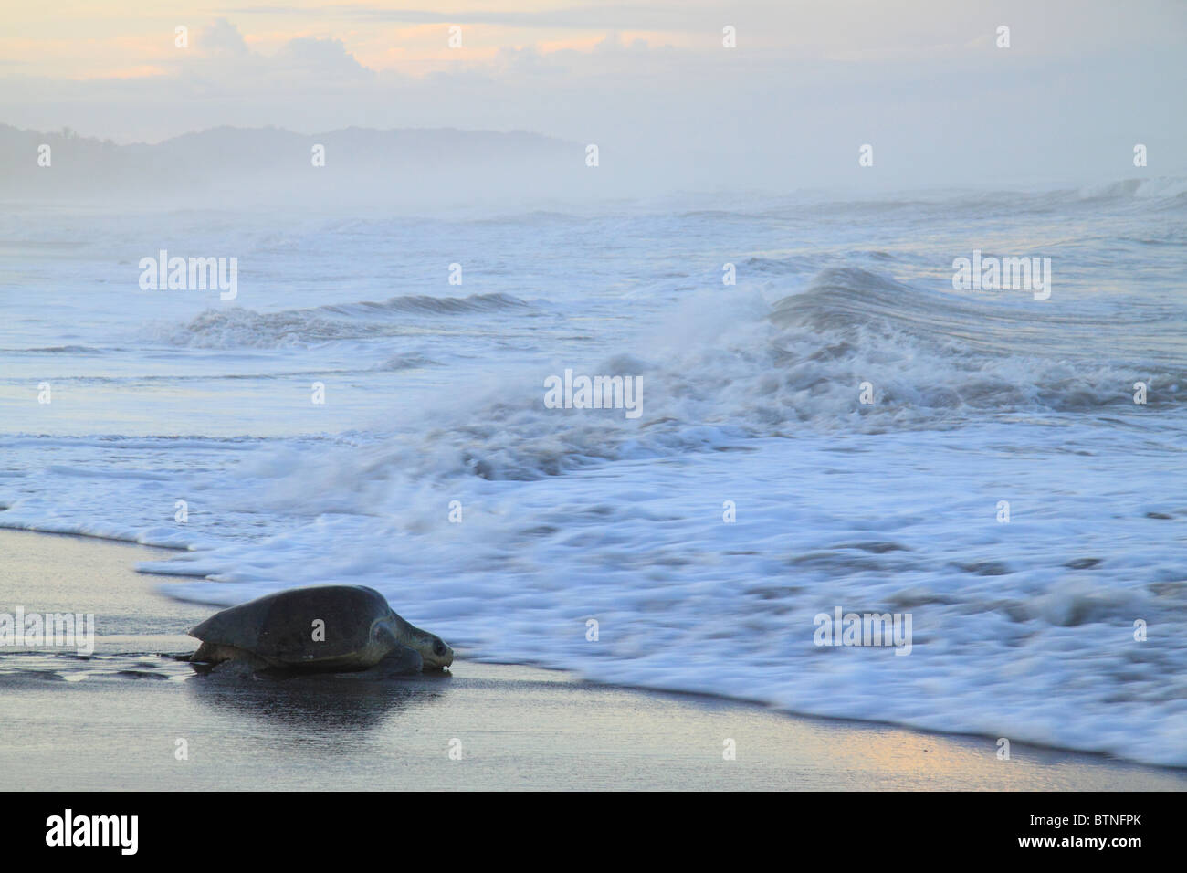 La tortue olivâtre (Lepidochelys olivacea) retourne à la mer après la nidification au cours de arribad. Playa Ostional, Guanacaste, Costa Rica Banque D'Images