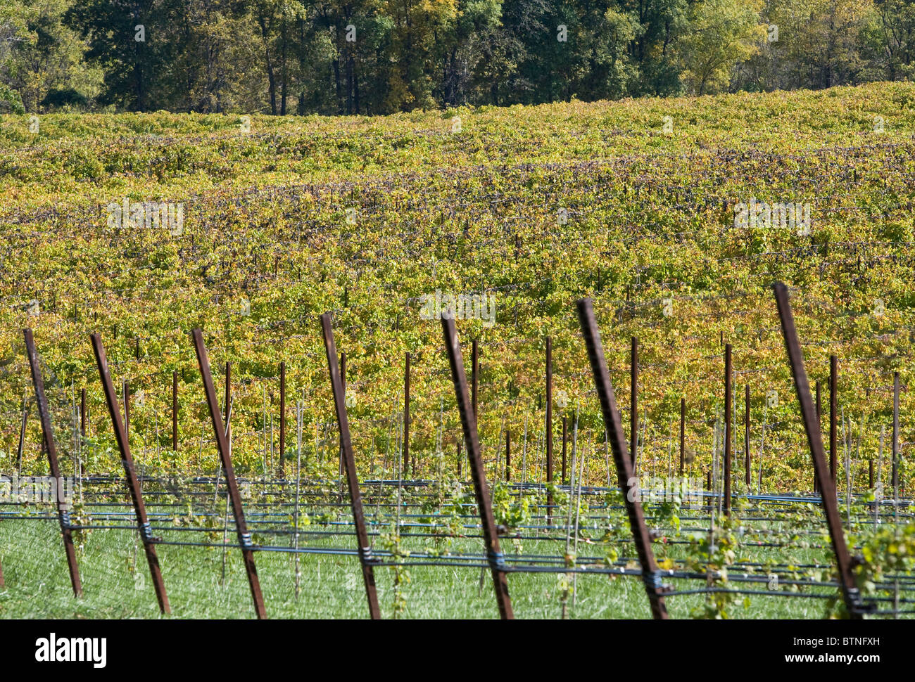 Un vignoble vin Virginie. Banque D'Images