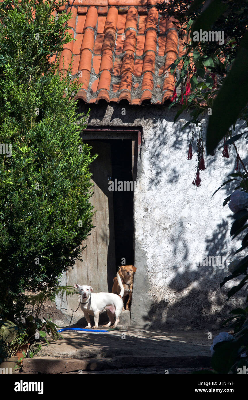 Deux chiens en maison de village Santana Madeira Portugal Banque D'Images