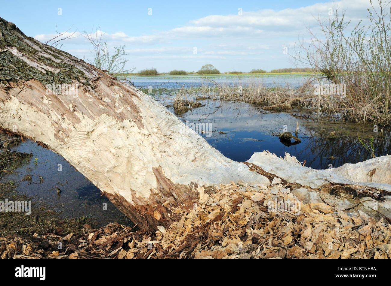 Saule blanc (Salix alba) beaucoup de lignes endommagées par Eurasian castor (Castor fiber), Narew marais, Pologne, Avril Banque D'Images