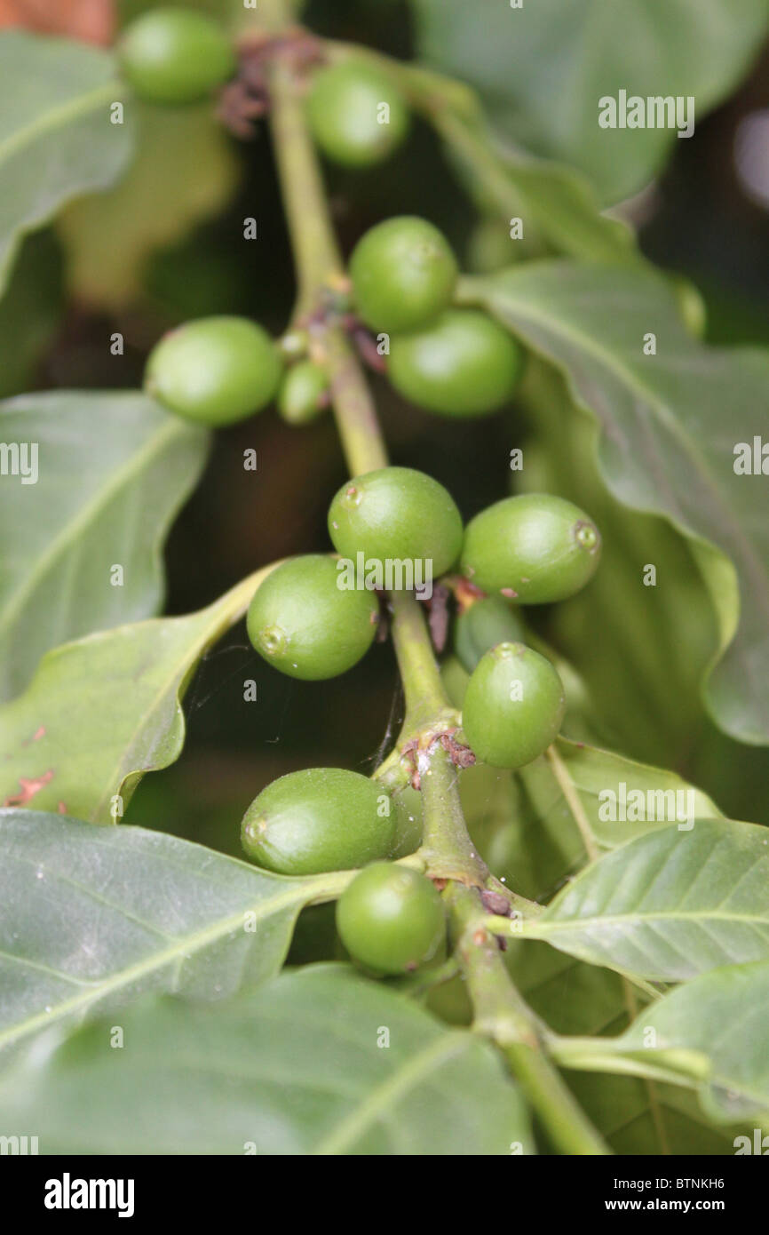 Les grains de café vert sur la branche Banque D'Images