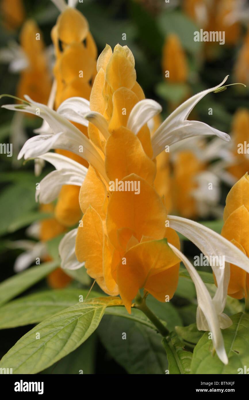 Pachystachys Lutea / Lollipop / usine Usine de crevettes d'Or Banque D'Images