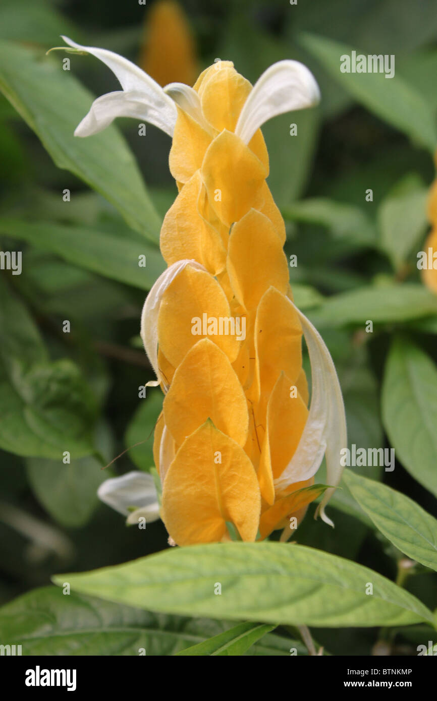 Pachystachys Lutea / Lollipop / usine Usine de crevettes d'Or Banque D'Images