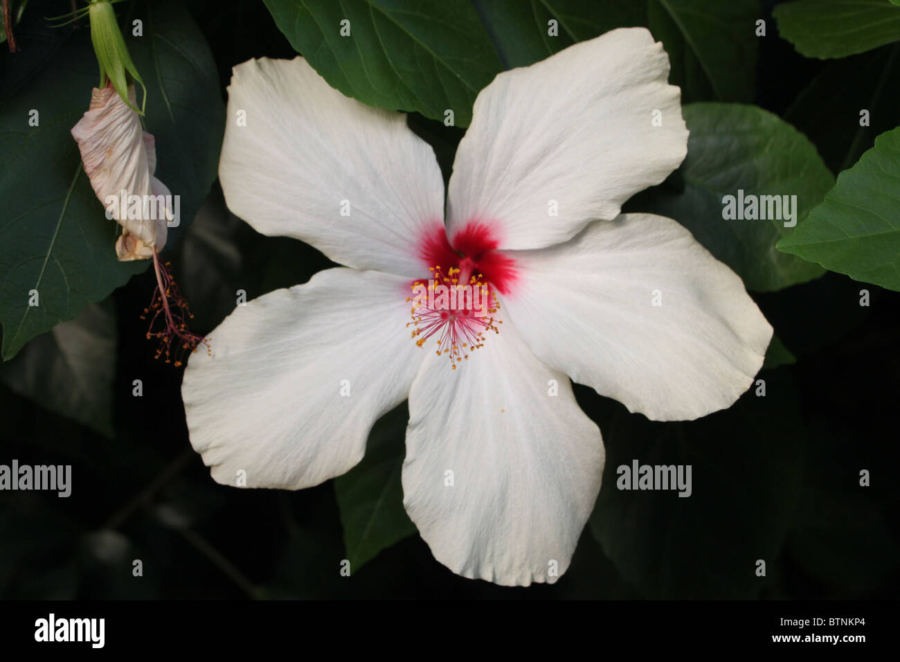 Fleur d'Hibiscus blanc Banque D'Images
