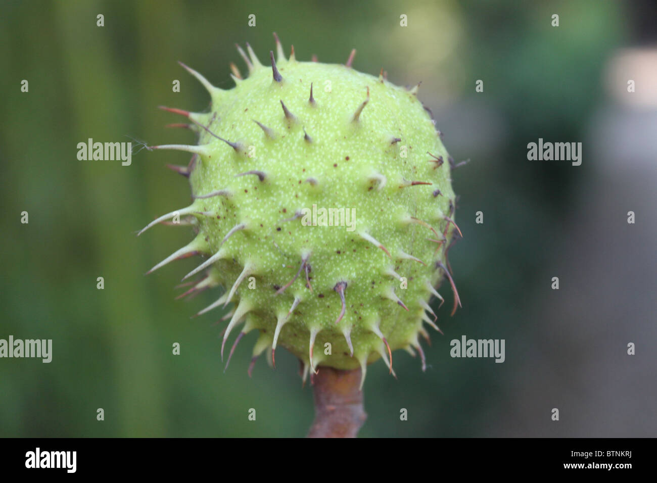 Châtaignier Castanea Sativa / vert Banque D'Images