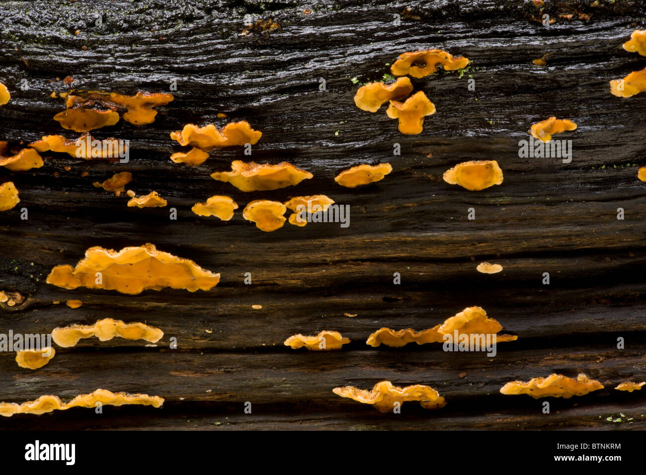 Croûte de champignons, de chêne purge Stereum gausapatum sur l'ancien journal, Automne, New Forest. Banque D'Images