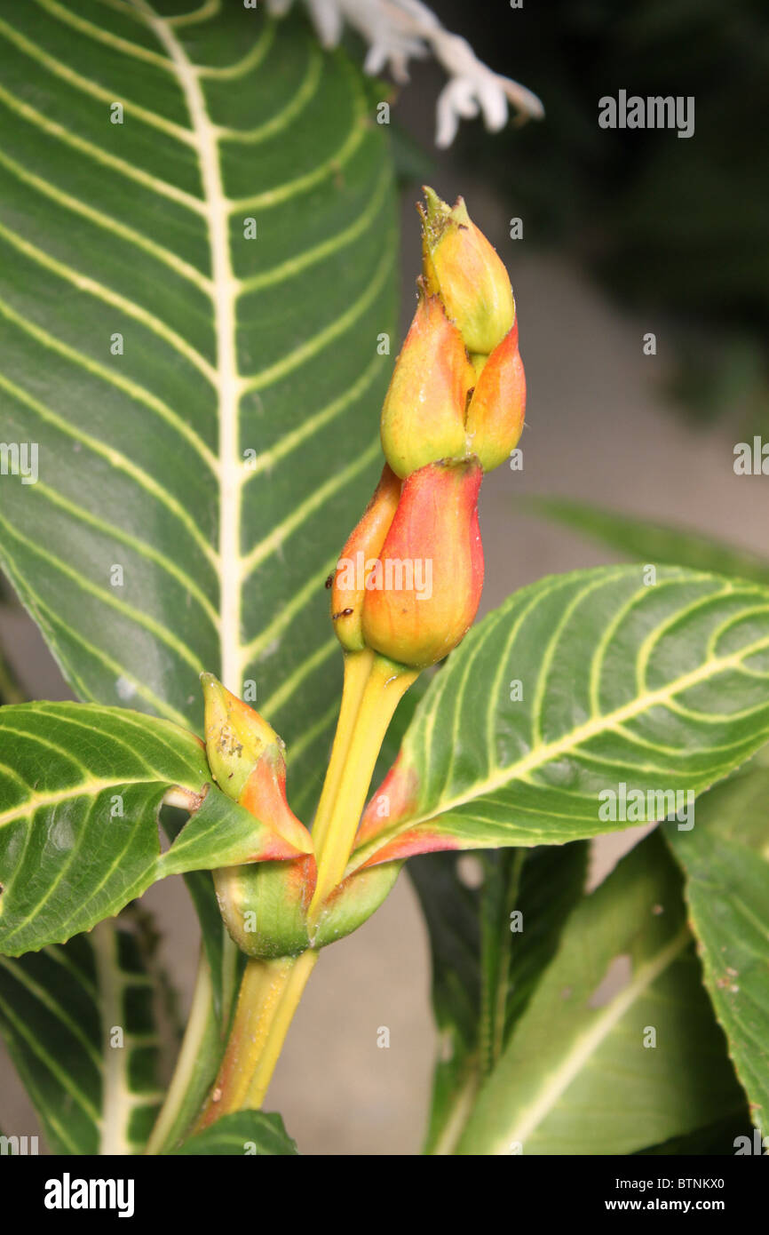 Aphelandra Squarrosa / la plante zèbre Banque D'Images