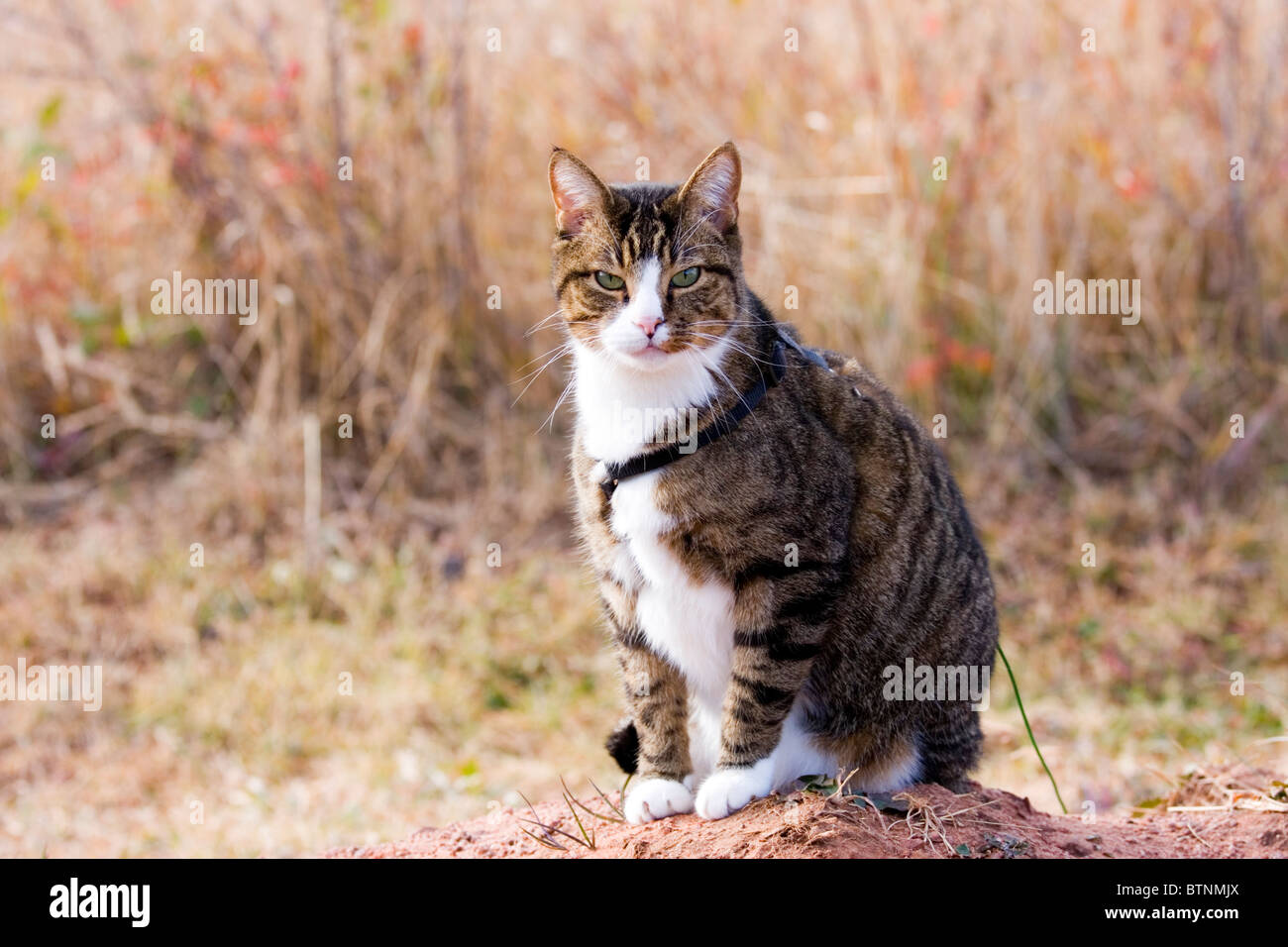 Rayures de tigre chat dans un faisceau Banque D'Images