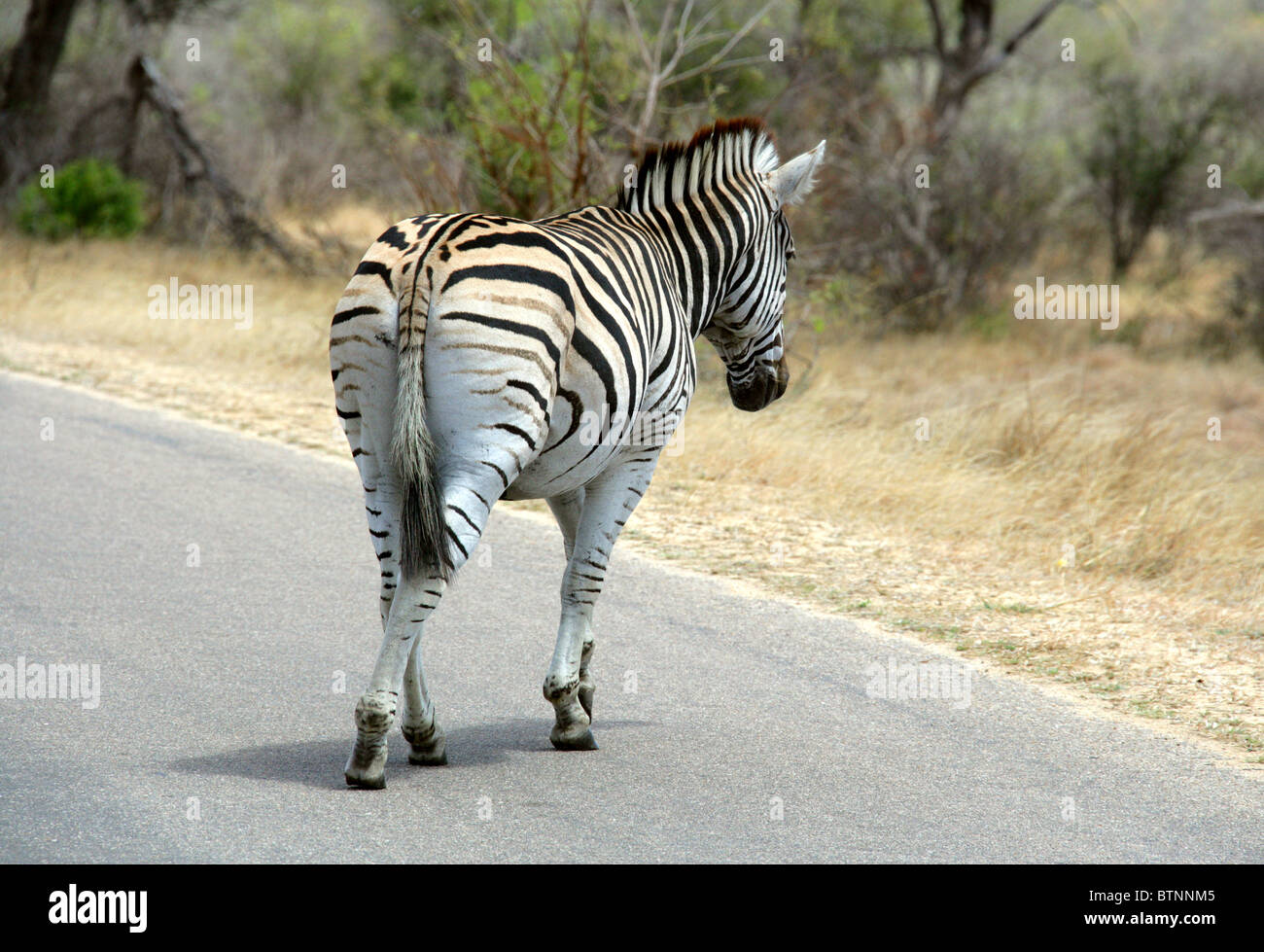 La moule commune, zèbre Des Plaines ou zèbre de Burchell, Equus quagga burchelli, Kruger National Park, Afrique du Sud. Banque D'Images