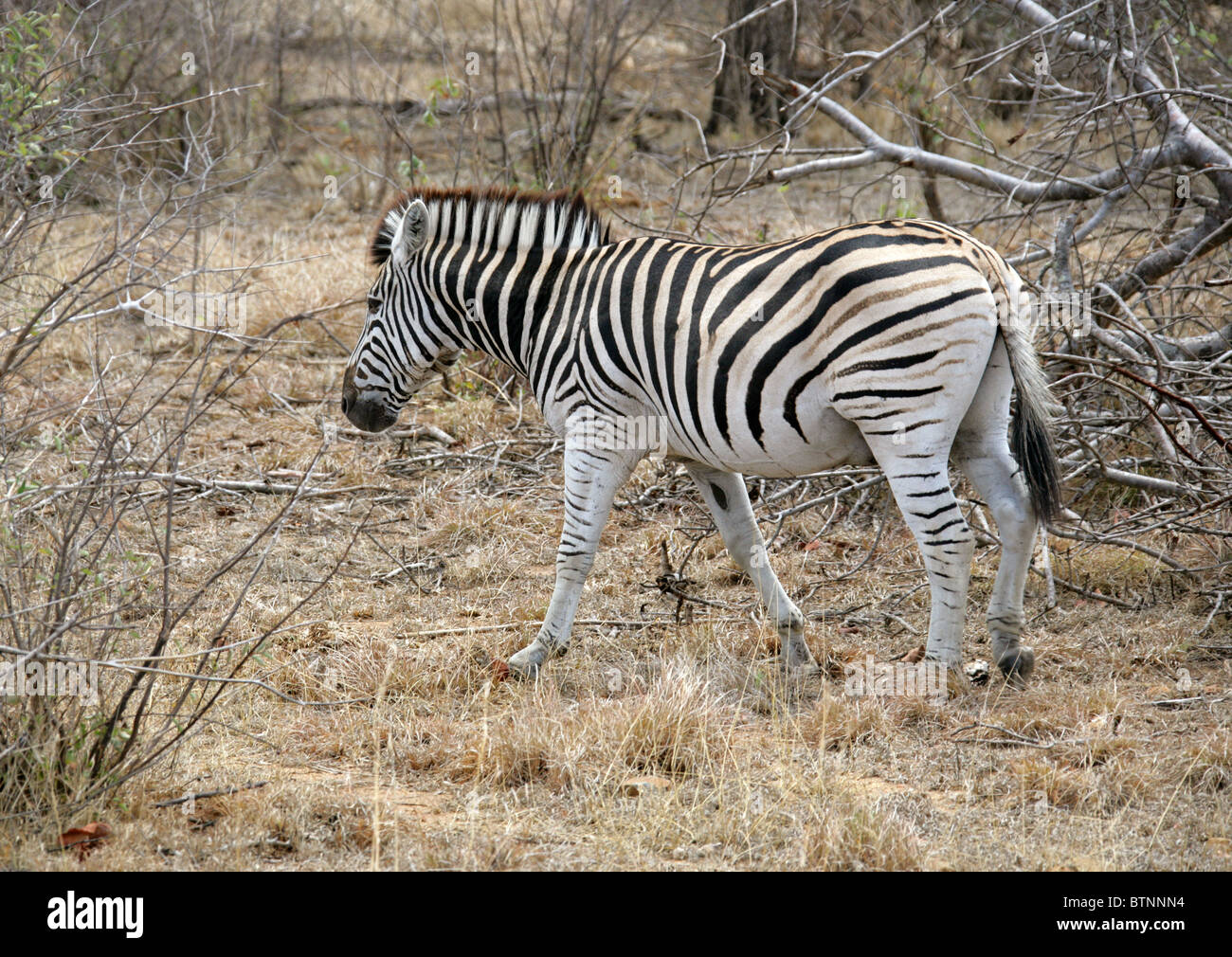 La moule commune, zèbre Des Plaines ou zèbre de Burchell, Equus quagga burchelli, Kruger National Park, Afrique du Sud. Banque D'Images