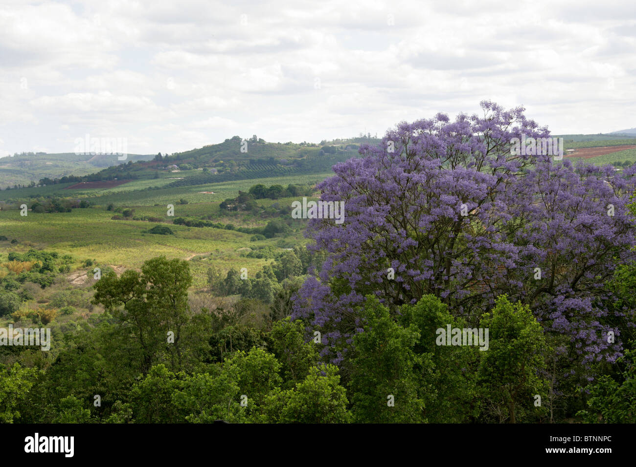 La vue de Hazyview Hotel, Hazyview, près du Parc National Kruger, Mpumalanga, Afrique du Sud. Provence-alpes-Côte d'Azur. Grand Jacaranda Banque D'Images