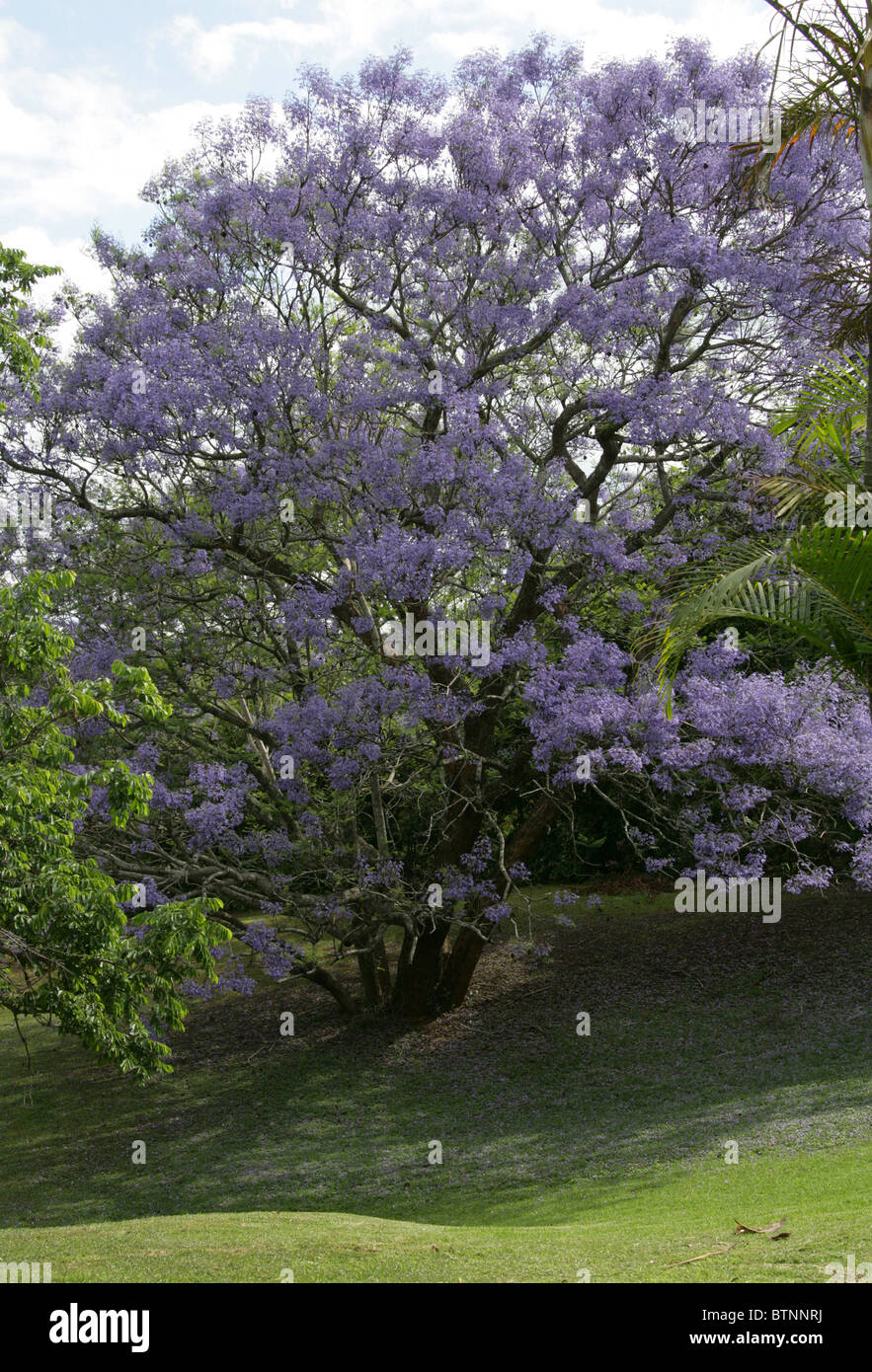 Jacaranda Jacaranda mimosifolia, bleu, Bignoniaceae. Aka Black Poui, (J. acutifolia, J. chelonia, J.ovalifolia). L'Afrique du Sud. Banque D'Images