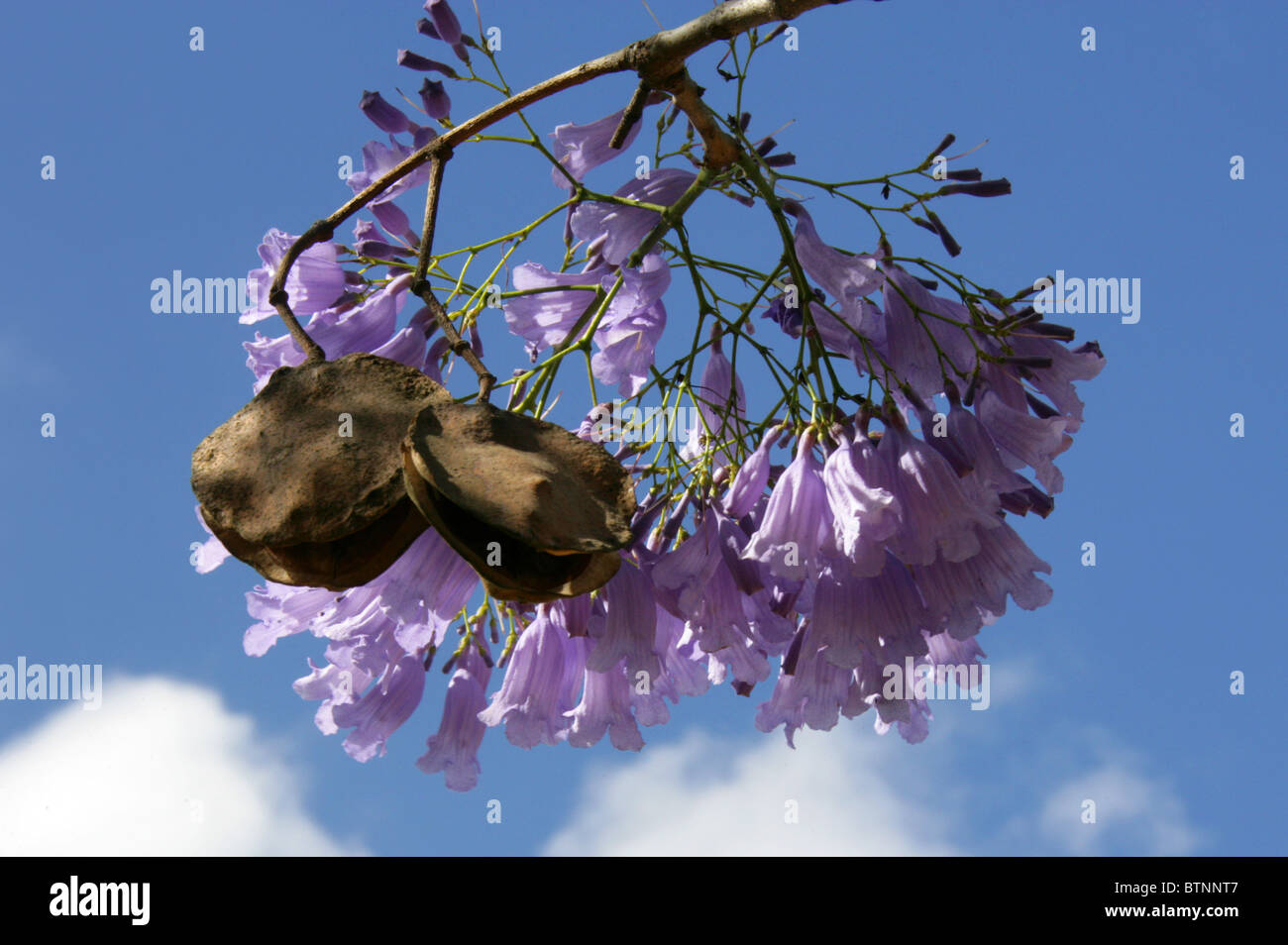 Jacaranda Jacaranda mimosifolia, bleu, Bignoniaceae. Aka Black Poui, (J. acutifolia, J. chelonia, J.ovalifolia). L'Afrique du Sud. Banque D'Images