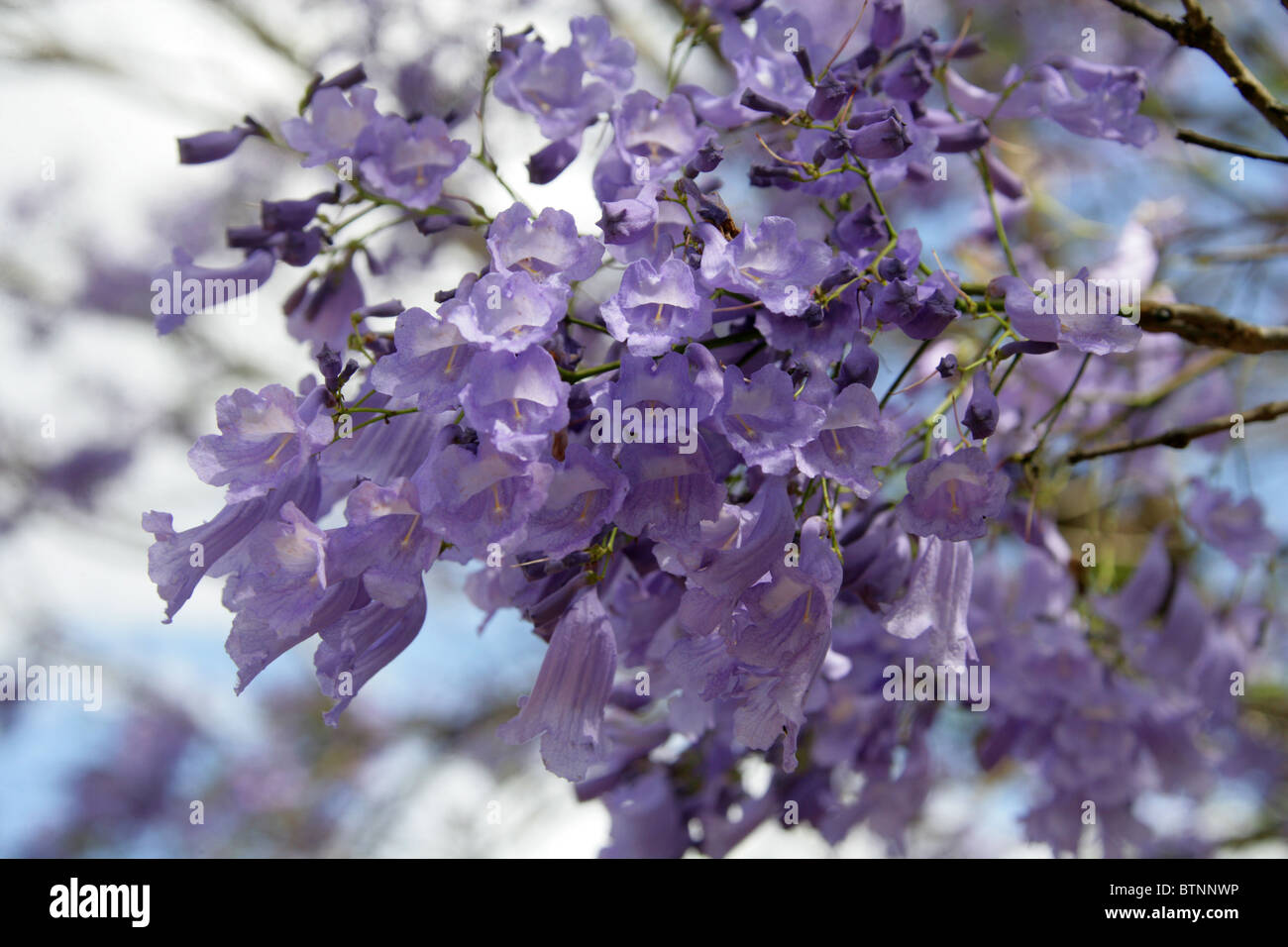 Jacaranda Jacaranda mimosifolia, bleu, Bignoniaceae. Aka Black Poui, (J. acutifolia, J. chelonia, J.ovalifolia). L'Afrique du Sud. Banque D'Images