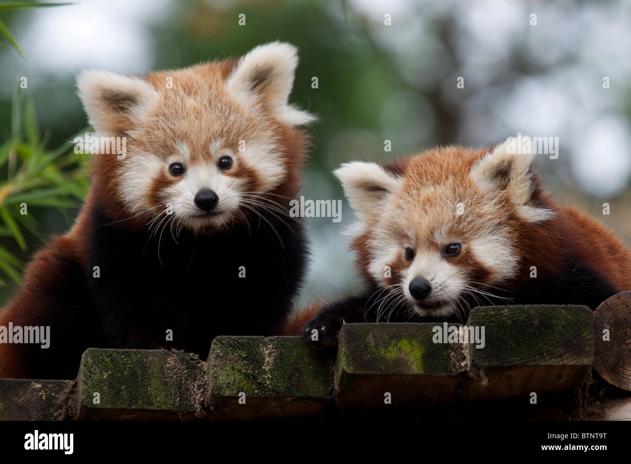 Red Panda Baby Bear Banque De Photographies Et D Images A Haute Resolution Alamy