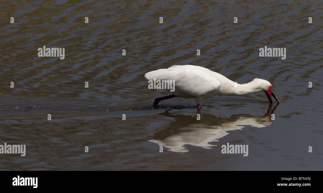 Spatule d'Afrique à se nourrir dans river, Kruger National Park, Afrique du Sud. Banque D'Images