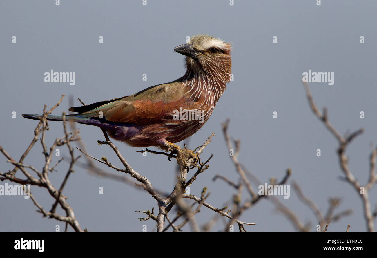 Rouleau de pourpre, Kruger National Park, Afrique du Sud. Banque D'Images